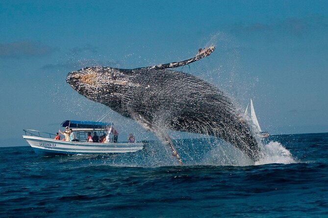 Punta Cana: Whale Watching and Bacardi Island Day Trip - Humpback whales in Samaná Bay: when you go matters