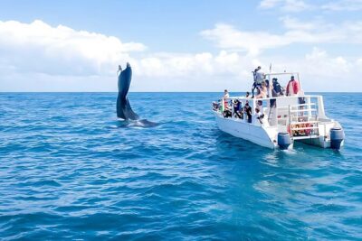 Punta Cana: Whale Watching and Bacardi Island Day Trip - Punta Cana to Samaná: the long ride and how to stay sane