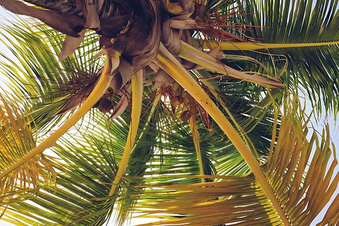 Punta Cana Whale Watching and Bacardi Island Day Trip - Price and Value: Why $180 Can Make Sense Here
