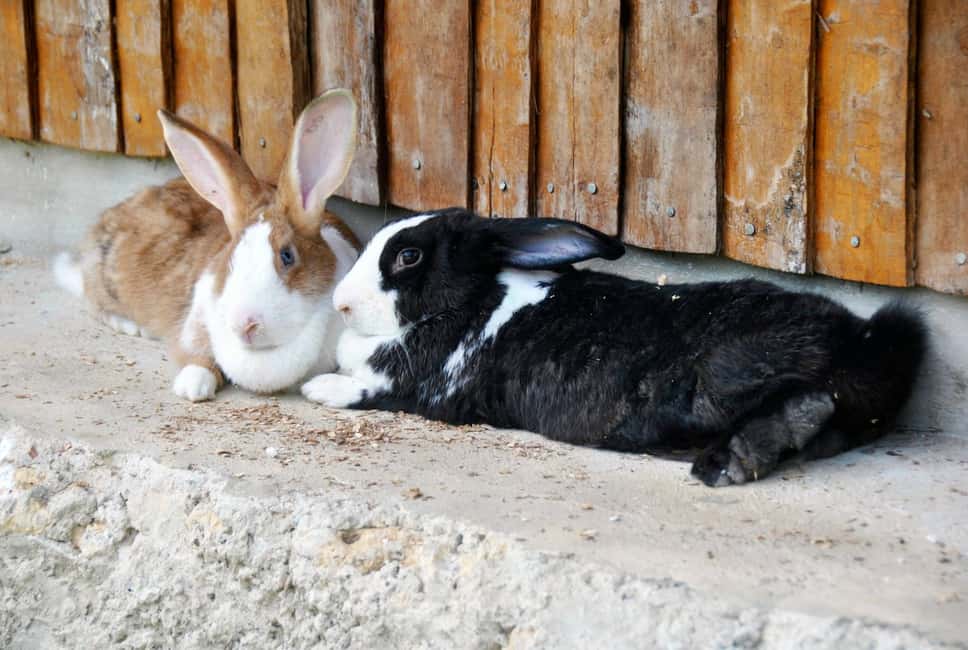 Punta Cana: Xploration Animal Park Bus Tour with Encounters - Is the $90 price worth it for this 6-hour animal-and-water day?