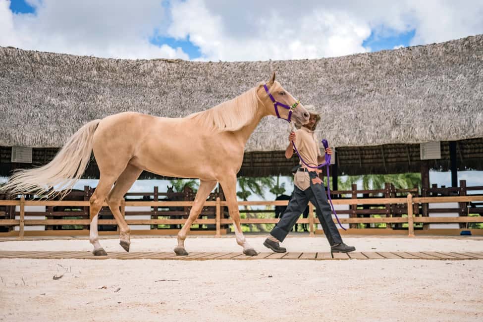 Punta Cana: Xploration Animal Park Bus Tour with Encounters - Dog rescue shelter support: a value layer beyond the entertainment