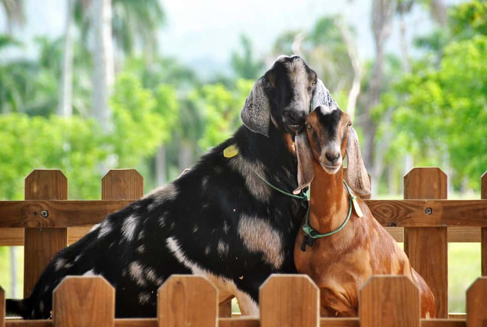 Punta Cana: Xploration Animal Park Bus Tour with Encounters - The bus tour plus on-foot viewpoints: an easy way to cover a lot