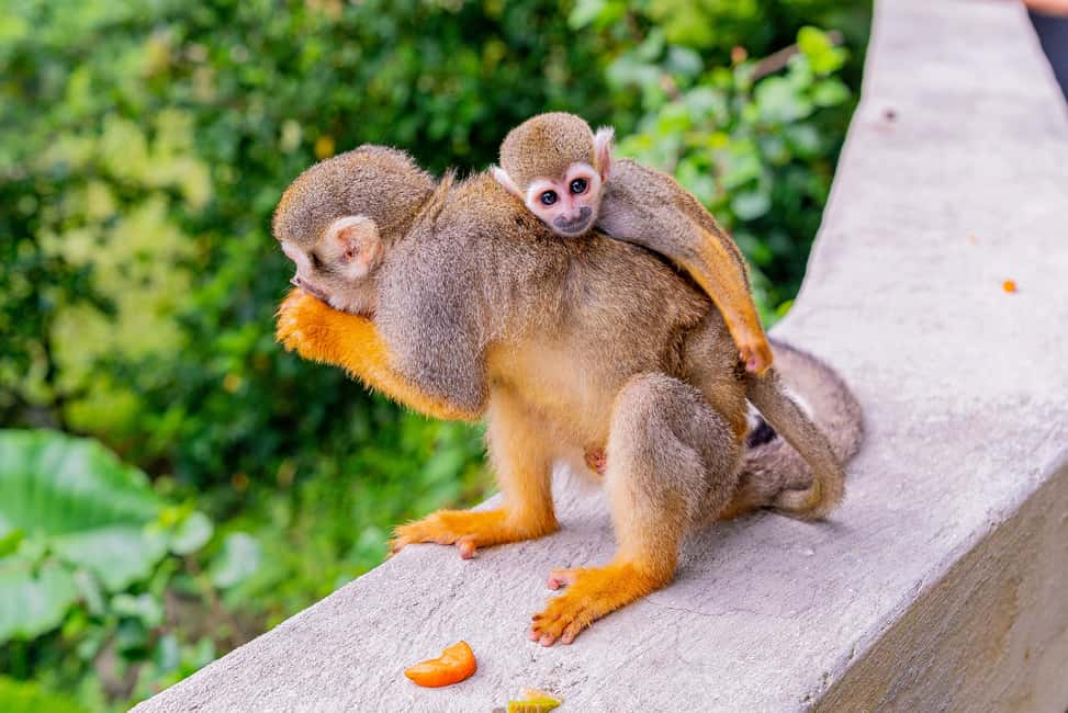 Punta Cana: Ziplines Adventures & Monkeyland Entry - Monkeyland in the Anamuya mountains: squirrel monkeys up close