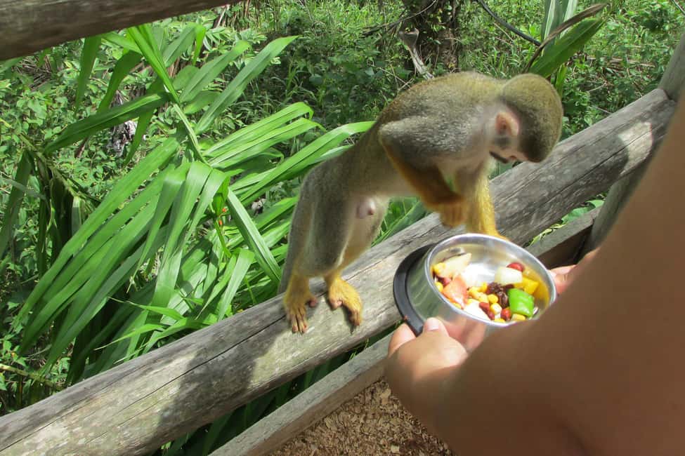 Punta Cana: Ziplines Adventures & Monkeyland Entry - Value at $130: does it feel worth it in real life?