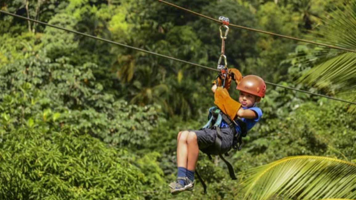 Rainforest Ziplining Adventure - Rainforest spotting: flora and fauna from above