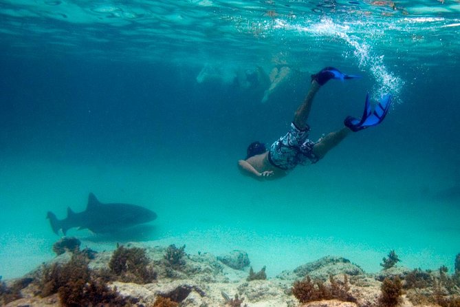 Reef Explorer Half Day Trip - Bávaro Beach Stop: stingrays, snorkeling gear, and what you’re really paying for