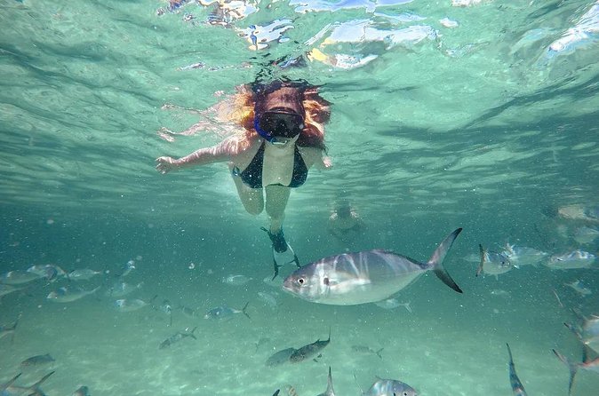 Reef Explorer Half Day Trip - Pickup, language, and group size: the logistics that affect your day