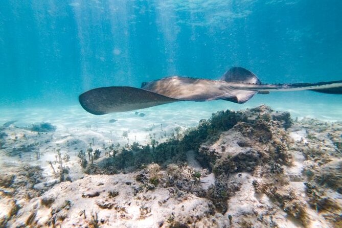 Reef Explorer Half Day Trip - Kayak, paddleboard, and the underwater scooter: more water time, less planning