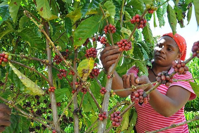 Safari Adventure - Full Day - From Punta Cana - Coffee, Cocoa, And A Typical Dominican House With Live-Style Music