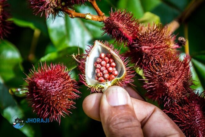 Safari tour with Jhoraji : mountain rivers and local market - A Local Market in Higüey and a River Lunch by Ana Mulla