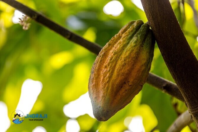 Safari tour with Jhoraji : mountain rivers and local market - Tobacco Factory and an Art School: Two Different Kinds of Dominican Craft