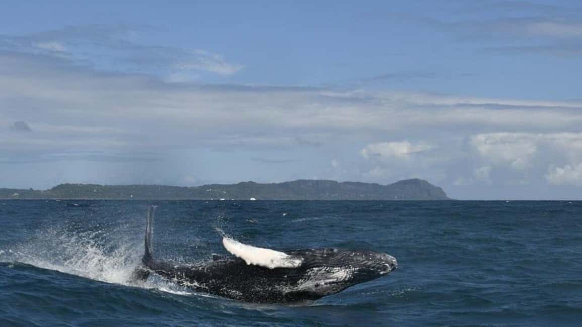 Samana Whale watching and Bacardi Island from Punta Cana - Samana Bay whale watching: the January to March reality check
