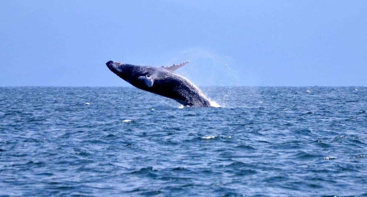 Samanà Whale Watching and Bacardi Island Tour From Bayahibe - Getting From Bayahibe to Las Cañitas: Expect a Long Ride and a Simple Start