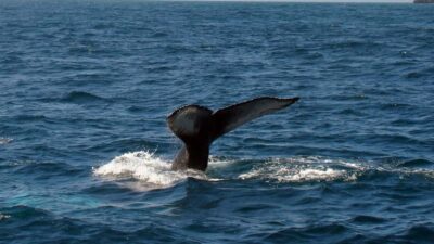 Samanà Whale Watching and Bacardi Island Tour From Bayahibe - Season and Whale Reality: Jan–March, Weather, and Viewing Limits