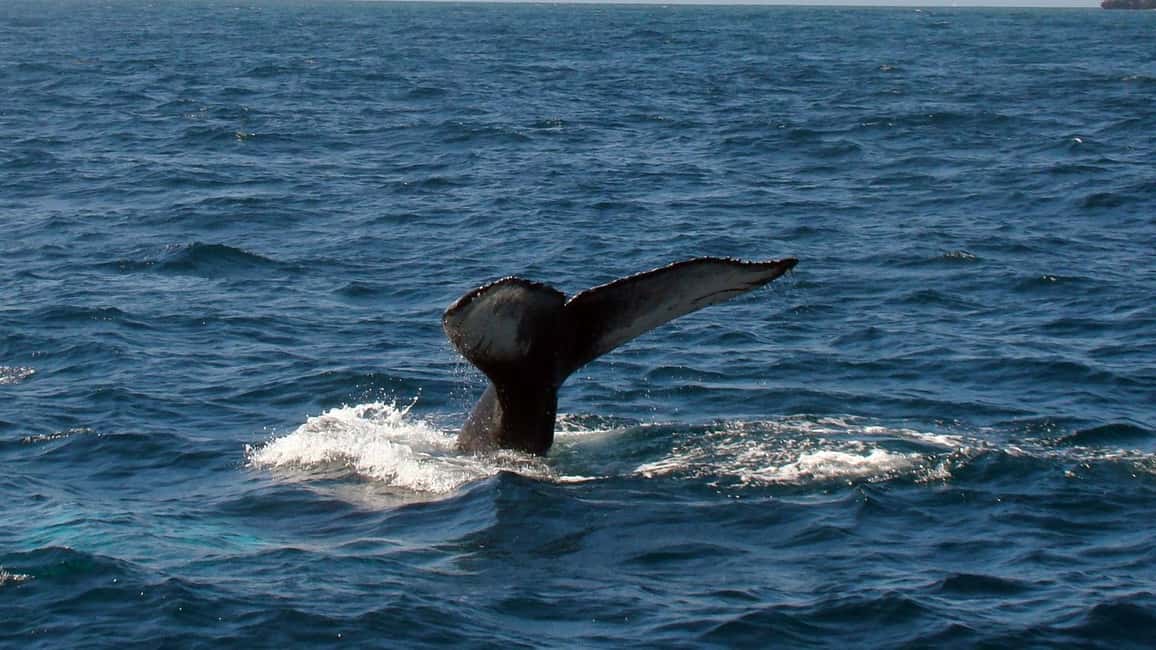 Samanà Whale Watching and Bacardi Island Tour From Bayahibe - Season and Whale Reality: Jan–March, Weather, and Viewing Limits