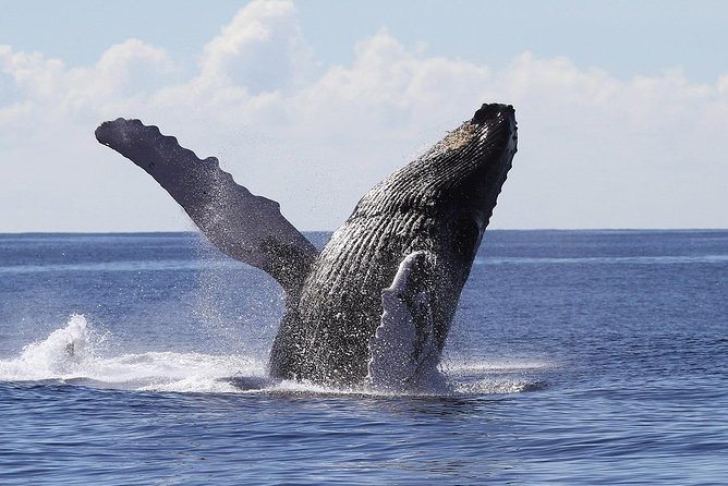 Samaná Whale Watching + Cayo Levantado (Bacardi Island). - From Samana Port to the Sea: Morning energy and what you’re buying