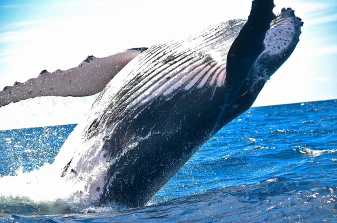 Samaná Whale Watching + Cayo Levantado (Bacardi Island). - The day schedule: timing, group size, and why it matters