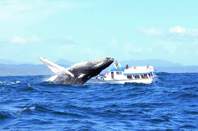 Samaná Whale Watching + Cayo Levantado (Bacardi Island). - Smart packing for a whale + beach day