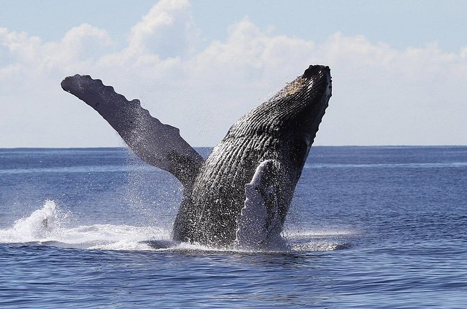 Samaná Whale Watching + Cayo Levantado (Bacardi Island). - Should you book this Samana Whale Watching + Cayo Levantado tour?