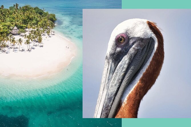 Samana Whale Watching + Cayo Levantado ( Bacardi Island) with Lunch by Locals - Samana Bay whale watching on an open catamaran