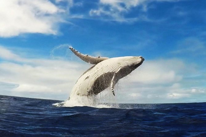 Samana Whale Watching + Cayo Levantado ( Bacardi Island) with Lunch by Locals - The day flow: whales first, then Cayo Levantado (Bacardi Island)