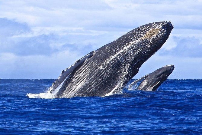 Samana Whale Watching + Cayo Levantado ( Bacardi Island) with Lunch by Locals - Price and value: what $65 buys you in Samana
