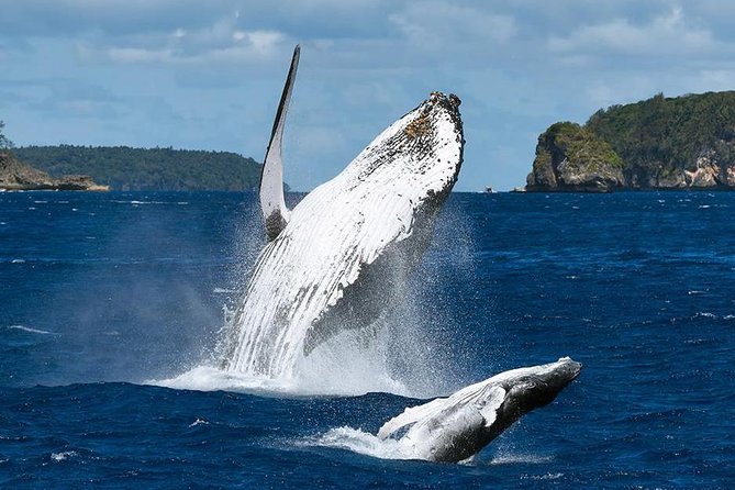 Samana Whale Watching + Cayo Levantado ( Bacardi Island) with Lunch by Locals - Getting there: meeting point and pickup choices