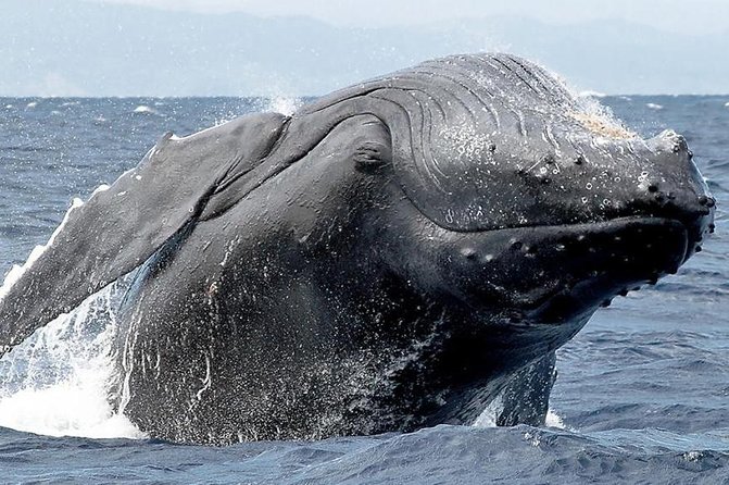 Samana Whale Watching + Cayo Levantado ( Bacardi Island) with Lunch by Locals - Who this tour is for (and who should pause)