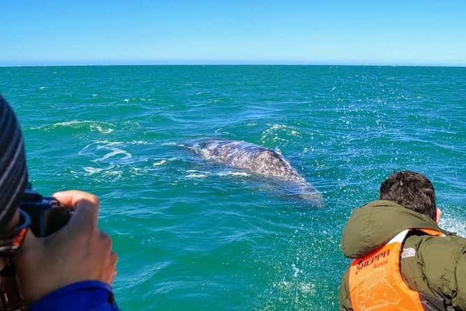 Samana Whale Watching + Cayo Levantado ( Bacardi Island) with Lunch by Locals - Should you book Samana Whale Watching + Cayo Levantado?