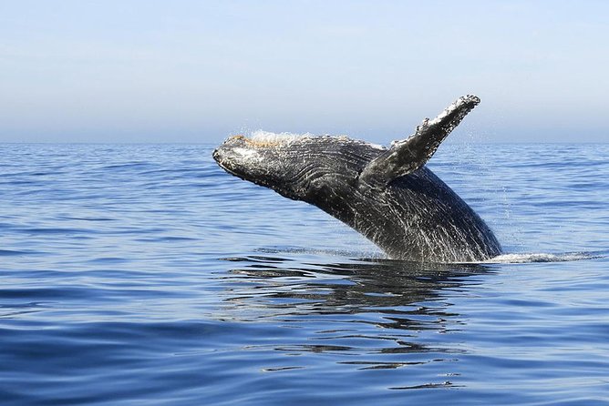 Samana Whale Watching + Cayo Levantado ( Bacardi Island) with Lunch by Locals - What the guides actually do when whales show up