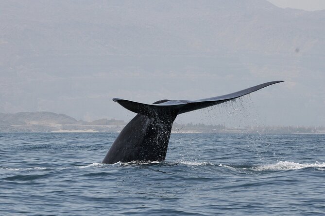 Samaná Whale Watching, waterfall & Cayo Levantado Adventure - Key Highlights Worth Knowing
