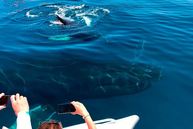 Samaná Whale Watching, waterfall & Cayo Levantado Adventure - Cayo Levantado and Bacardi Beach: The Island Reset You Actually Need