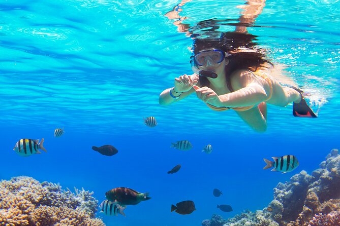 Saona by Speedboat: Private Beach & Snorkeling – Small Group - Cruise-day timing: 7:30 am from Bayahibe by speedboat