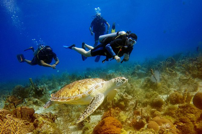 Saona Diving - Key highlights you’ll feel on the day
