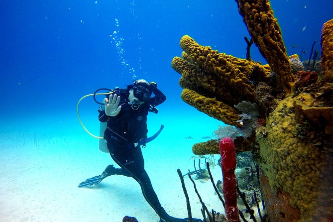 Saona Diving - The 6:30 am start: why it actually helps