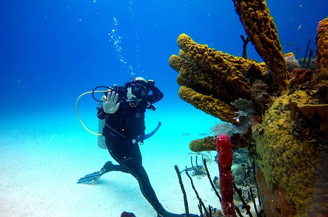 Saona Diving - Price and value: is $260 fair for what you get?