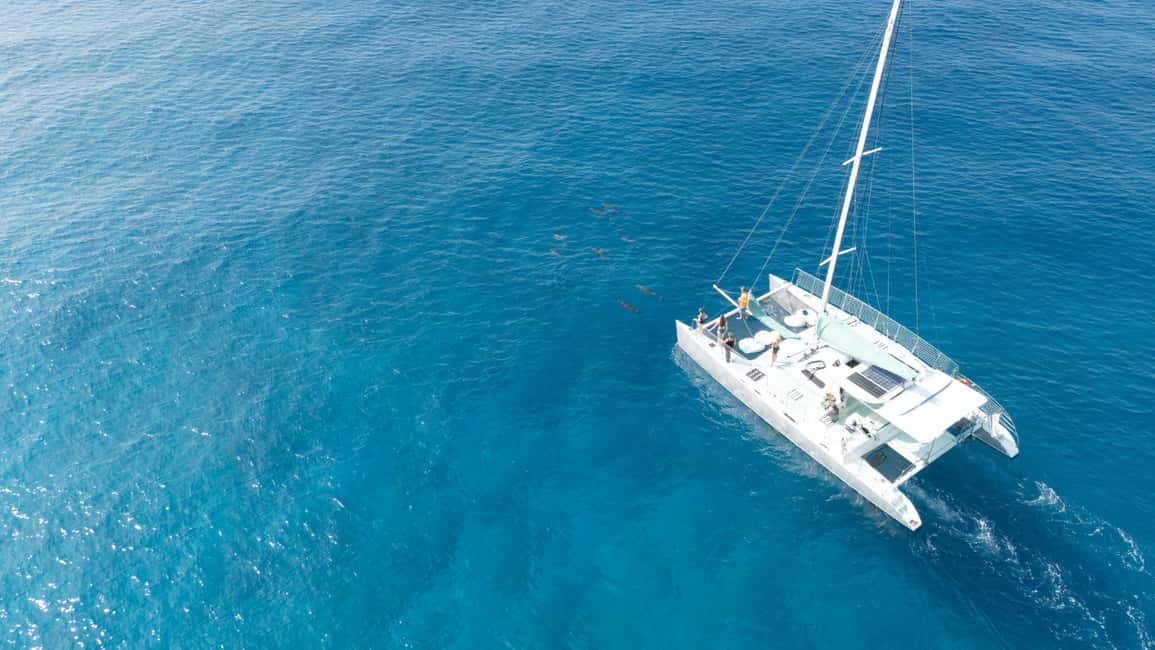 Saona Island: Catamaran Excursion with Lunch and Drinks - Should you book this Saona Island catamaran day trip?