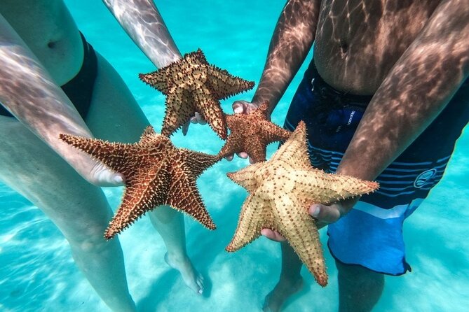 Saona Island Day Tour - Key highlights to know before you go