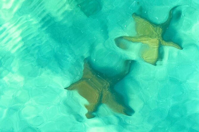 Saona Island, Natural pool Starfish, Fast boat, Catamaran +Dances - Isla Saona: your 3-hour beach block (lunch and drinks included)