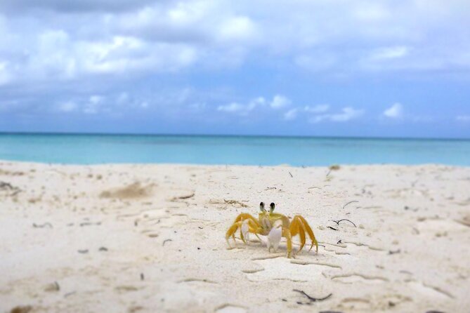 Saona Island, Natural pool Starfish, Fast boat, Catamaran +Dances - Price ($169) and what you’ll still want to budget for