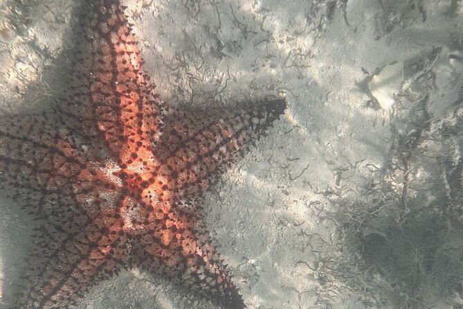 Saona Island Premium Discovery Tour from Punta Cana or Bayahíbe - Saona Without the Big-Crowd Pressure From Bayahibe