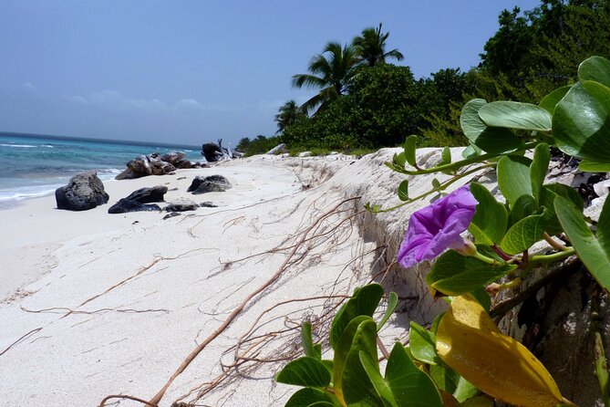 Saona Island Tour from Punta Cana with Lunch, Open Bar & Pickup - Lunch and Open Bar: Included Comfort That Changes the Mood