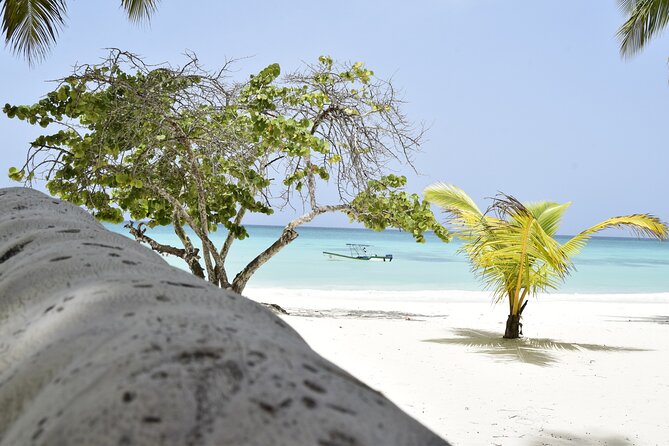 Saona Island Tour - Full Day from Punta Cana Buffet and drinks - Isla Saona: Starfish Shallows, Mangroves, and Palm-Fringed Beaches