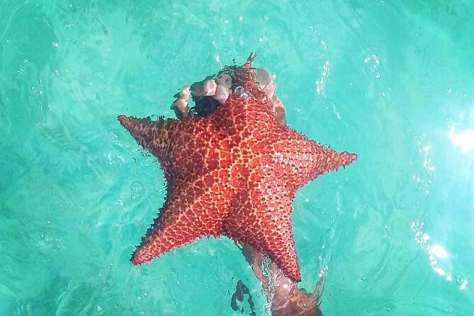 Saona Island Tour - Full Day from Punta Cana Buffet and drinks - Mano Juan and Cotubanamá Cave Area: Human Scale Meets Pre-Columbian Time