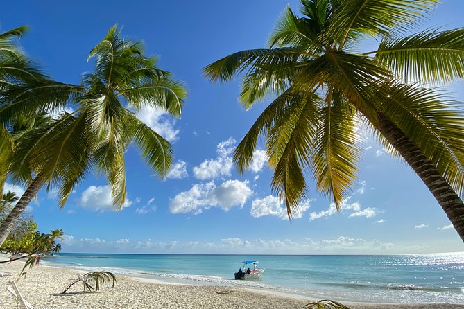 Saona Private Full-Day Tour from Punta Cana - Price and Logistics: When $660 Per Person Feels Worth It