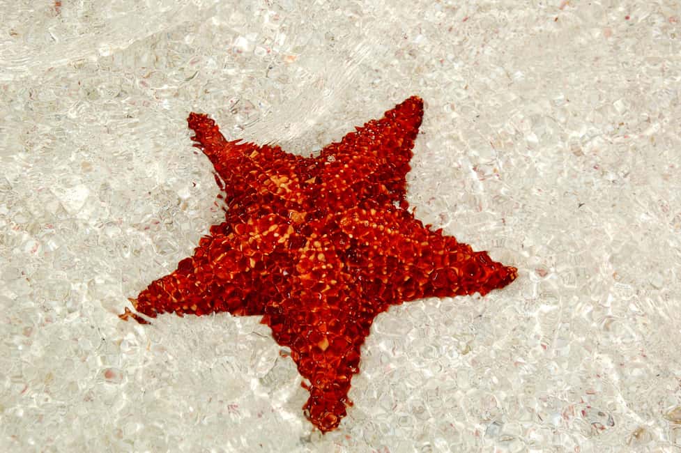 Saona Special Tour: Four Beaches & Canto Experience - Getting There From Dominicus or Los Melones: Van, Then Speedboat/Motomaran