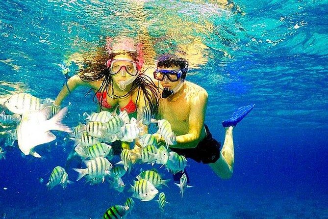 Scuba Diving at Catalina Island - 2 tank | 2 spots - The Wall: coral reef gardens and the 33–99 ft water range