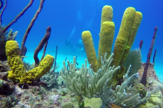 Scuba Diving at Catalina Island - 2 tank - for Certified Divers - From Punta Cana to La Romana: the morning run to Catalina