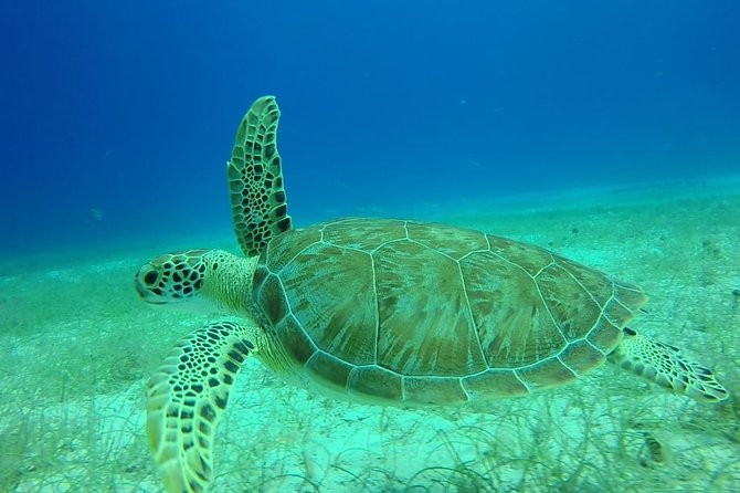 Scuba Diving at Catalina Island - 2 tank - for Certified Divers - After the water: Caribbean buffet lunch and an open bar beach break