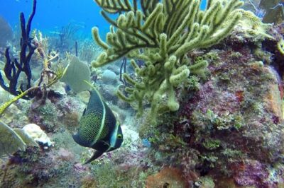 Scuba Diving at Catalina Island - 2 tank - for Certified Divers - Aquarium Reef: shallower action with moray eels and stingrays